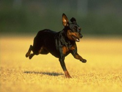 Мини пинчер - описание порода, цена, и куче снимки