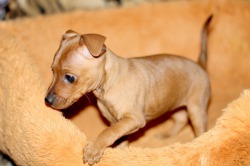 Miniature Pinscher - descrierea rasei, prețul și fotografia câinelui