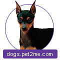 Pinscher cu miniatură, Zwergpinscher