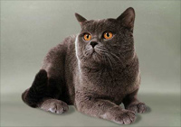 Картезіанська кішка фото, ціна, кошенята картезіанської кішки, розплідники картезіанських кішок -