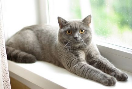 Derékszögű macska vagy sárgászöld, rövid szőrű Franciaország