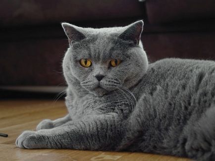 Картезіанська кішка або шартрез, короткошерстна кішка з франції