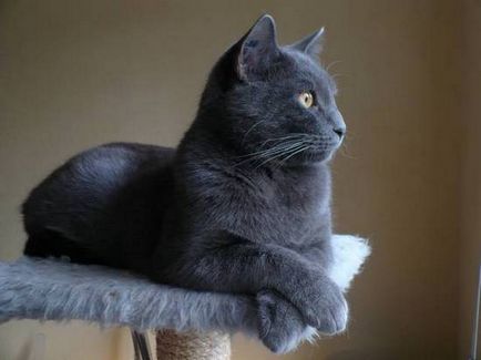 Картезіанська кішка або шартрез, короткошерстна кішка з франції