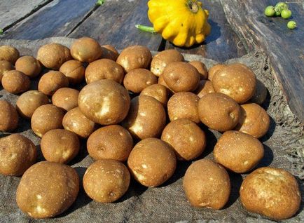Kiwi cartofi descrierea soiului, caracteristici, gust, plantare și de îngrijire