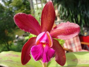 Cattleya de îngrijire la domiciliu, fotografie, reproducere, transplant, boală