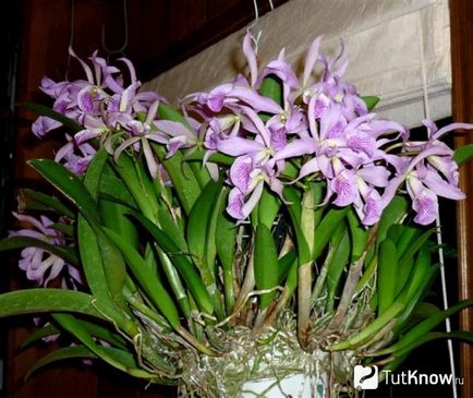 Каттлея догляд за орхідеєю в домашніх умовах