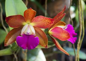 Cattleya orchidea otthoni gondozást