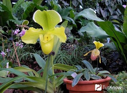 Cattleya orchidea otthoni gondozást
