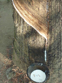 каучукового дерева