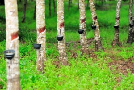 Каучукового дерева - джерело латексу і якісної деревини