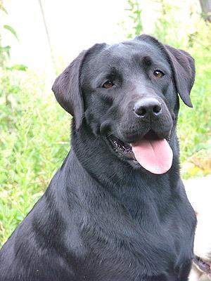 Ce face un câine negru visul?