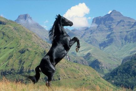 De ce un vis de cai este frumos sau nebun, sau un efectiv întreg