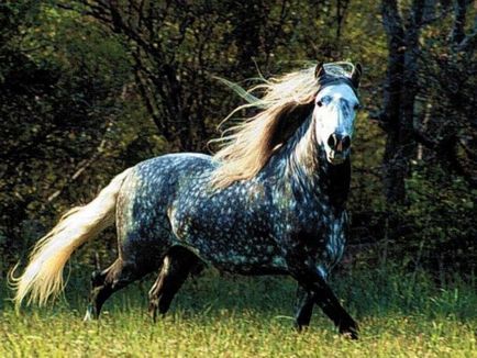 До чого сниться кінь красива або скажена, або цілий табун