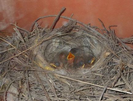 De ce are un vis de papagal, o cioara care emana de la un ou, in mainile lui