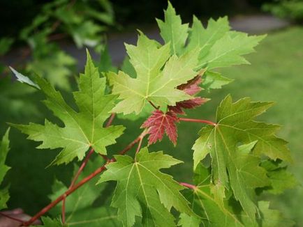 Maple, plantare și îngrijire