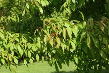 Maple, plantare și îngrijire