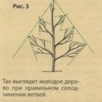 Клумба в пристовбурних кіл які квіти посадити під деревами