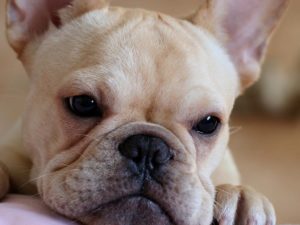 Conjunctivită în bulldogul francez, decordog