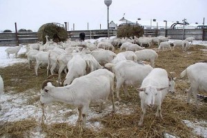Élelmiszer kecskékre télen