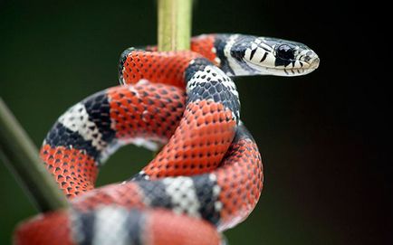 Королівська змія - фото, опис, зміст, харчування, купити