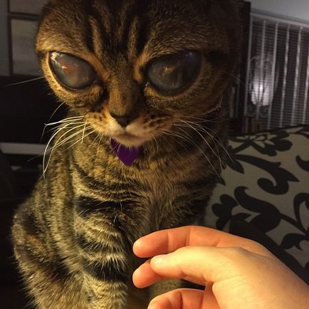 Кішка-інопланетянка матильда
