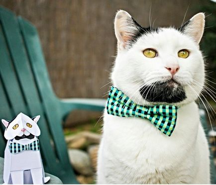 O pisică hipster cu barbă câștigă popularitate în instagram