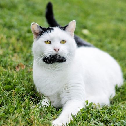O pisică hipster cu barbă câștigă popularitate în instagram