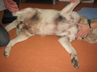 Шкірні прояви гіперестрогенізмі у собак - зооінформ-сіті