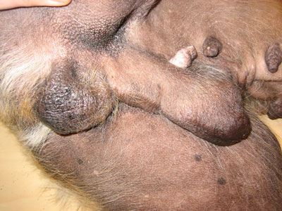 Шкірні прояви гіперестрогенізмі у собак - зооінформ-сіті