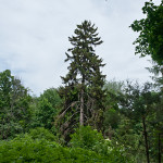 Krasnokutsky dendropark - cum să ajungi acolo, excursie, fotografie