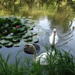 Krasnokutsky dendropark - cum să ajungi acolo, excursie, fotografie