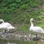 Krasnokutsky dendropark - cum să ajungi acolo, excursie, fotografie