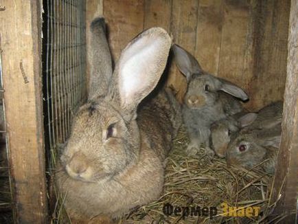 Кролики породи фландр зміст і розведення