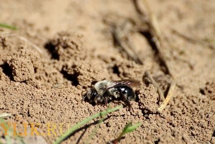 Cine asemenea albine de pământ sunt descrierea și metodele lor de luptă, fotografii și videoclipuri
