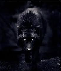 Ki a fő okai homály magányos farkas
