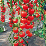Legenda de tomate - cultivarea de roșii într-o seră
