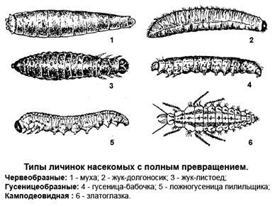 личинкові розвиток