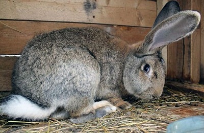 Listerioza simptomelor si tratamentului la iepuri, ce este?
