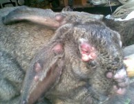 Listerioza în tratamentul simptomelor iepurilor