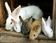 Listerioza în tratamentul simptomelor iepurilor