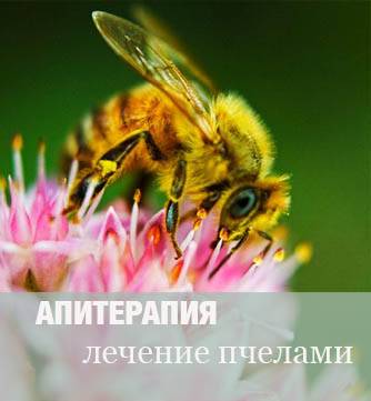 Листя брусниці - корисні властивості і показання до застосування