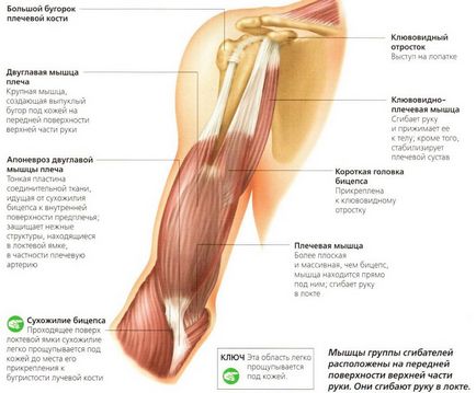 Cele mai bune biceps biceps eficiente exerciții pentru greutate