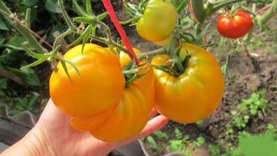 Кращі сорти томатів для теплиць на Уралі