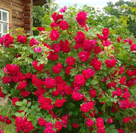 Dragostea este ca un trandafir rosu în floare în grădina mea