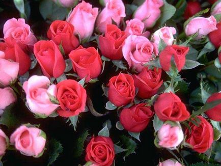 Dragostea este ca un trandafir rosu în floare în grădina mea