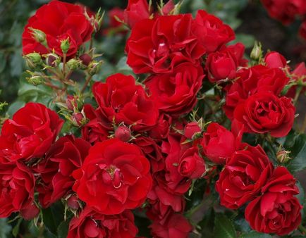 Любов, як троянда червона цвіте в моєму саду