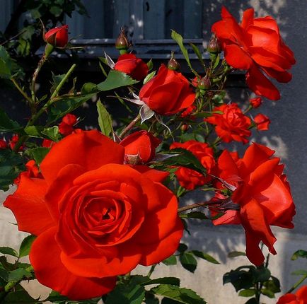 Любов, як троянда червона цвіте в моєму саду
