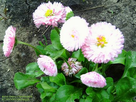 Daisy a bika ( „rendellenes News” kiadás) Daisy a tulok