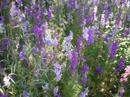 Mattioli bicornuate ültetés, gondozás és fotó Wallflowers színek
