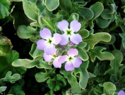 Mattiola bicorn de plantare, îngrijire și fotografie de flori de flori de gilly